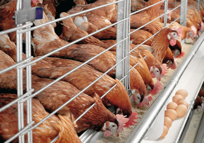 Chicken Rearing